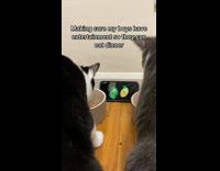 Owner puts up video for cats eating 