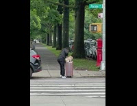 Guy pushes luggage across street with dog on it 