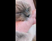 Collab BitchMP - Cat bites arm and then gets put in cone and shaved