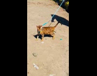 Two pet bengal cat outside on leash