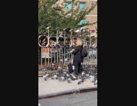 Woman feeds flock of pigeons on street