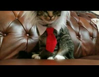 Cat wears red tie and mane headband  