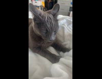 Collab PLC - Dark grey cat long ears knead on white blanket