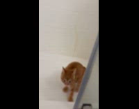 Submitter joins evil kitty trend with orange kitten 