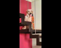 Golden retriever dog sits on black staircase