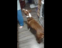 Brown dog bark at woman