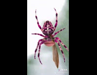 Guy translates big spider ariana grande 