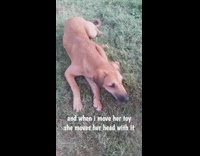 Owner takes a small vase out of dogs mouth and moves it around 