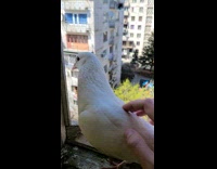 Man Pats Pet Pigeon on his Window