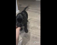 Collab BitchMP - Little black dog sits and gets treat