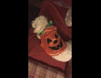 White dog on red couch in pumpkin costume