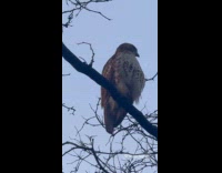 Hawk sits on tree branch stares around