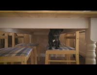 Frenchie dog sit on chair under table