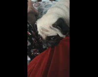 Pug dog girl listen to music bed