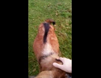 Brown goat approaches filmer and gets a pet on the head