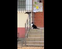 Cat on stairs looking at crow 
