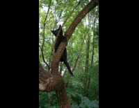 Black kitten climbs down the tree branch