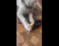 Man found his dog eating a potato