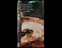 Collab BitchMP - Python snake in cage blowing bubbles in water 