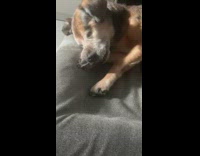 Brown dog wake up scratch its nose