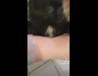 Small black dog stands on shelf coconog 