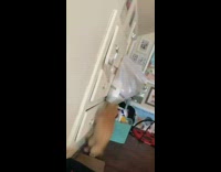 Orange cat put in cage after jumping on girl