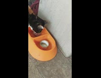 Man feeds stray cat with canned food 