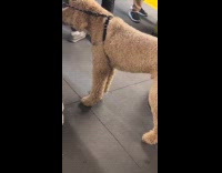 Woman same sleeve fur with dog subway