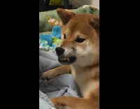 Dog growling at siblings when being approached 