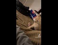 Cat slowly walks to dog and hits it sleeping