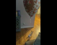 Small chihuahua dog with balloon heart tied to it 
