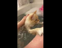 Collab Clips mpugc - Curious cat falls into bathtub