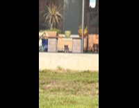 Puppy barking and guarding house