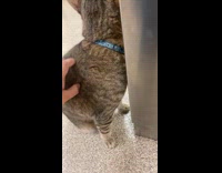 Cat try to scratch self with missing leg