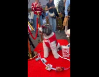 Dog with Netflix costume at the Parade Part 1