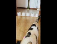 Cat knocks toilet paper stack over 