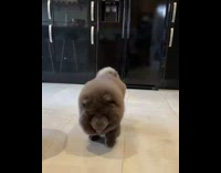 Gray fluffy fat dog walks in kitchen