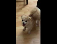 Dog cools butt in front of fan