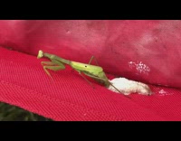 Praying mantis lay eggs on red tent