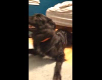 Dog tries to fit under the bed