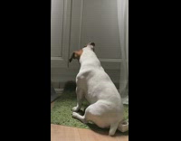 Dog sits green mat tilts head gardener 