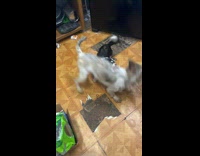 Small dog play fight with senior dog