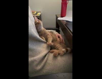 Collab PLC - Cat sits on owner lap stares admirably 