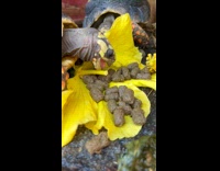 Tortoise eat wet brown pellets yellow leaf
