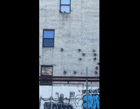 Collab WINY - Pigeons sit on protruding bricks of building