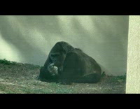 Gorilla picking nose and eating its booger 