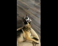 Black white kitten play with German Shepherd