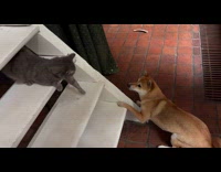 Dog wants to play cat on stairs