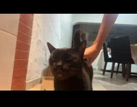 Cat gets scratches that makes tongue stick