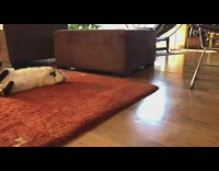 Cat lay on red mat yoga video